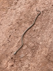 Dasypeltis fasciata