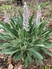 Lupinus villosus