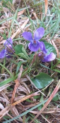 Viola odorata
