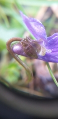 Viola odorata