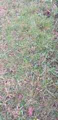Viola odorata