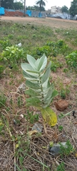 Calotropis procera image