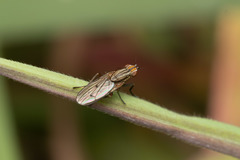 Diptera