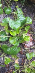 Viola