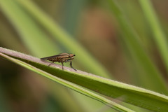Diptera