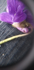 Viola odorata