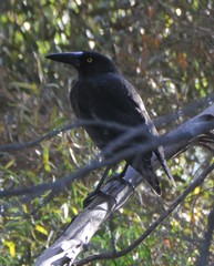 Strepera versicolor melanoptera