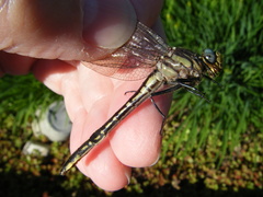 Phanogomphus borealis