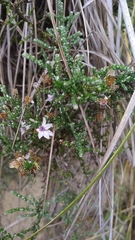 Olearia lepidophylla