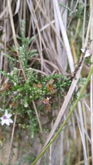 Olearia lepidophylla