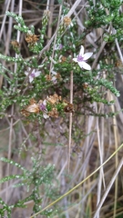 Olearia lepidophylla
