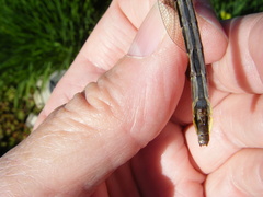 Phanogomphus borealis