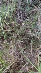 Olearia lepidophylla