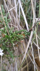 Olearia lepidophylla
