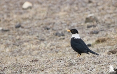 Turdus albocinctus