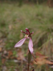 Eriochilus cucullatus