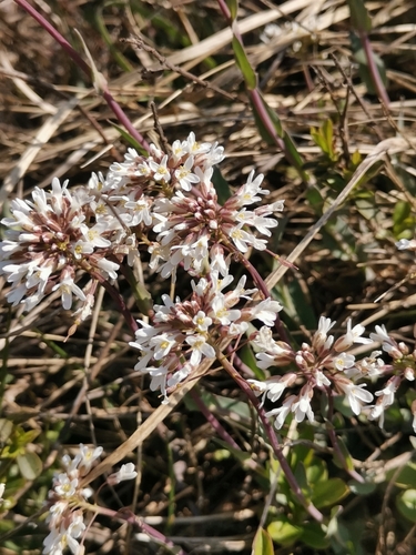 Image of Noccaea praecox by (c) Ljaž, some rights reserved (CC BY)