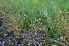 Saxifraga tridactylites