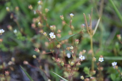 Saxifraga tridactylites