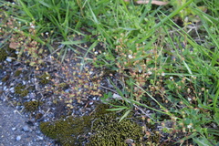 Saxifraga tridactylites