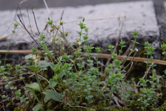 Saxifraga tridactylites