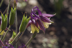 Aquilegia flabellata