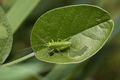 Tettigonia viridissima
