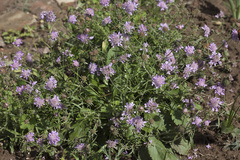 Scabiosa japonica