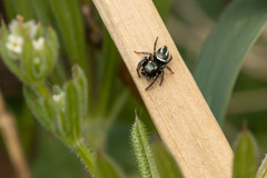 Heliophanus melinus