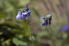 Allium sikkimense