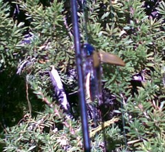 Temognatha suturalis