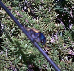 Temognatha suturalis