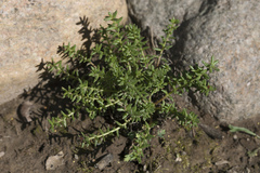 Rhodiola quadrifida