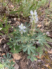 Lupinus albus