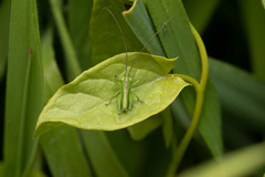 Tettigonia viridissima