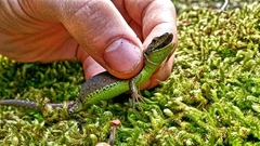 Green-Bellied Lizard photo 2