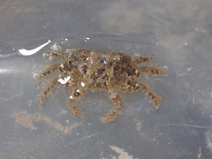 Hemigrapsus penicillatus