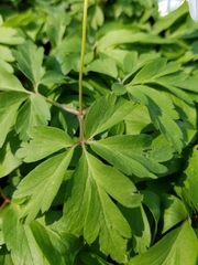 Anemonoides nemorosa