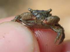 Hemigrapsus penicillatus