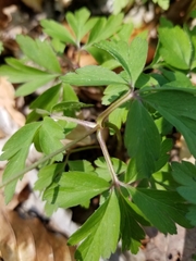 Anemonoides nemorosa