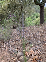 Anarrhinum bellidifolium