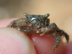 Hemigrapsus penicillatus