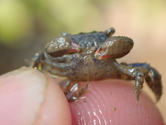 Hemigrapsus penicillatus