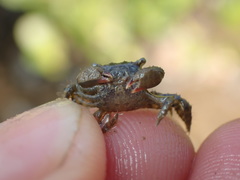 Hemigrapsus penicillatus