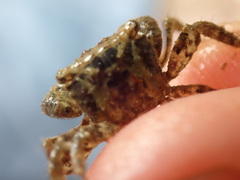 Hemigrapsus penicillatus