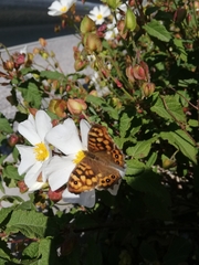 Pararge aegeria