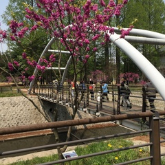 Cercis chinensis