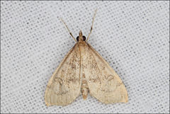 Metasia dicealis