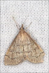 Metasia dicealis