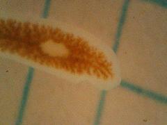Dendrocoelum lacteum
